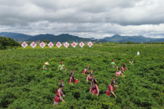 湖南汝城举办第二届辣椒文化旅游节，农旅互联网助推新经济增长