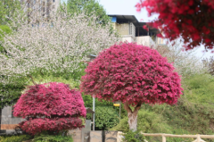 衡山县：红花檵木花开，似火春满园