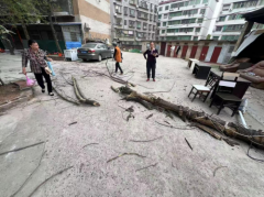 黄茶岭街道丁家牌楼社区我为群众办实事：小区枯树“悬剑”除，社区快响解民忧