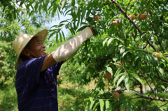 衡山：红脆桃上市 电商助力拓销路