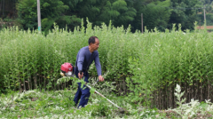 衡山：头茬艾草迎丰收 助力村集体增收