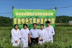 湘霞富艾——智慧艾草生态科技创新开拓者