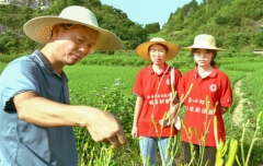 衡阳师范学院“三下乡”：青春扎根乡土间 黄花菜香飘振兴路