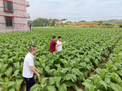 特色产业种植 赋能乡村振兴 湖南信息学院艺yang青春学生团队 走进衡阳县库宗桥镇官町村烟叶种植基地