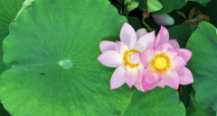 湖南衡山：盛夏荷塘美 莲农采摘忙