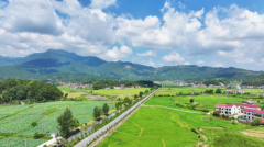 衡山：紫薇盛放稻苗新 紫盖峰路绘就田园好风光