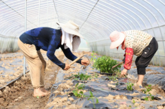 衡山：秋延辣椒忙栽种 订单农业稳销路