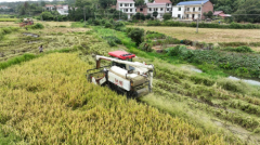 衡山县：大力推进秸秆低茬收割 粉碎还田