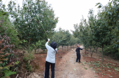 衡山：金秋栗香溢乡野 集体经济铺就共富路