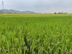 湘潭举办2025年晚稻展示示范现场观摩会